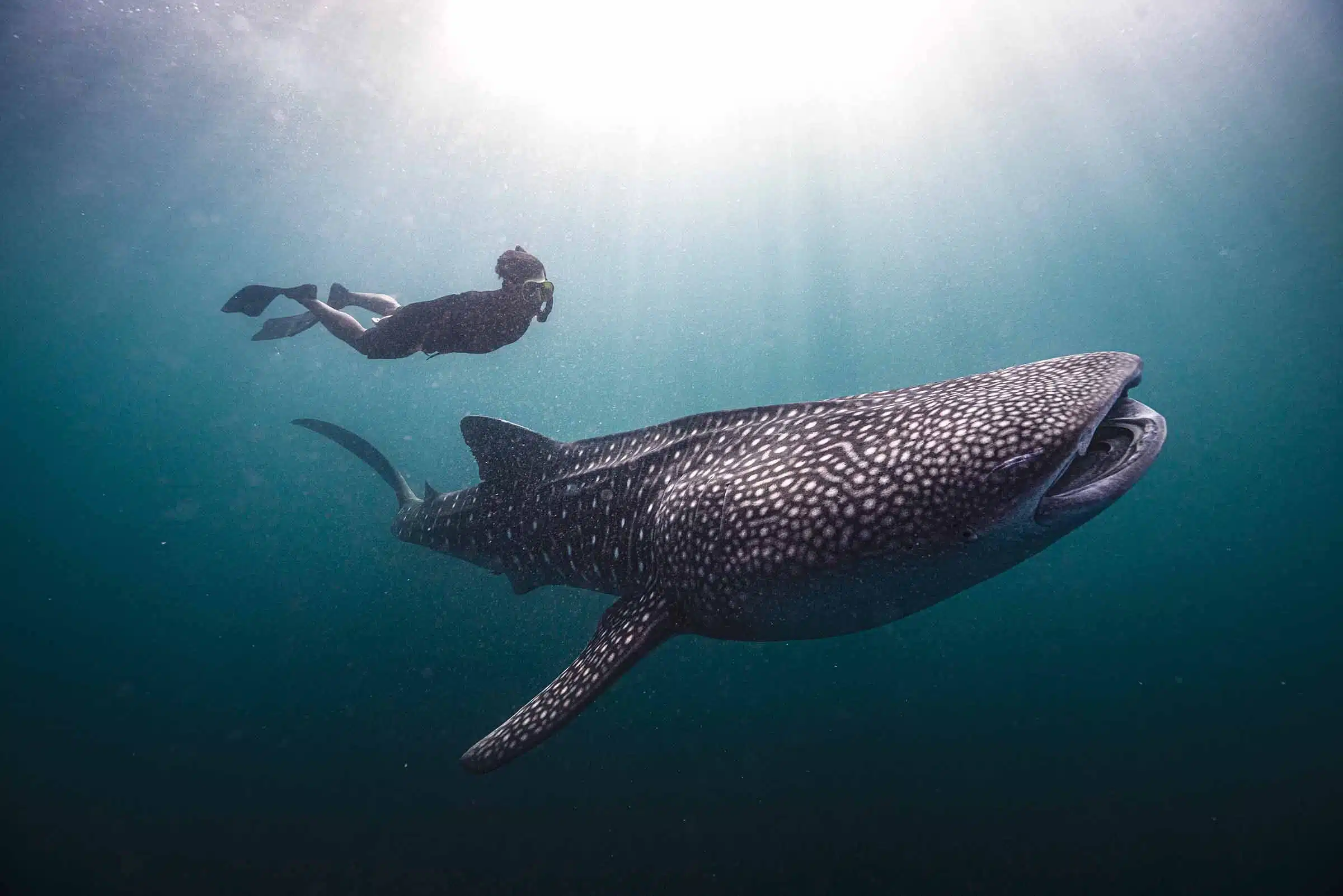 Cenderawasih Bay Liveaboard Dive With Whale Sharks