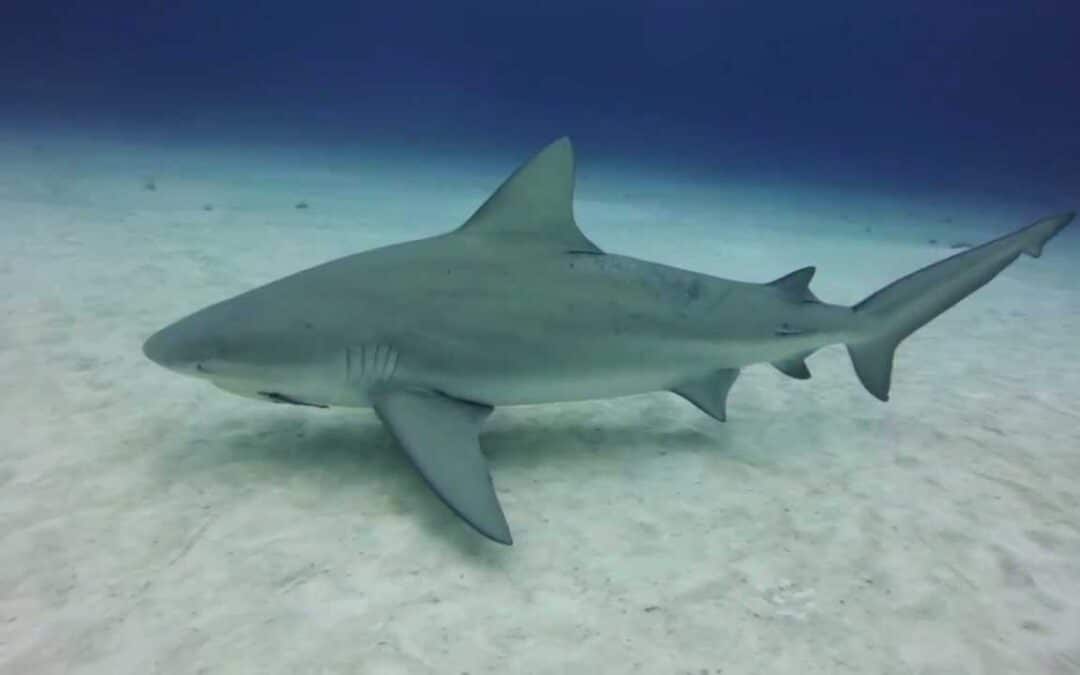 Bull sharks are able to survive in fresh water!