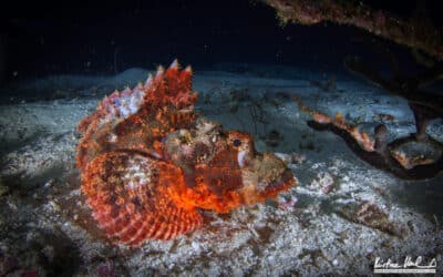 Raja Ampat with Calico Jack Liveaboard (By Kristina Vackova)