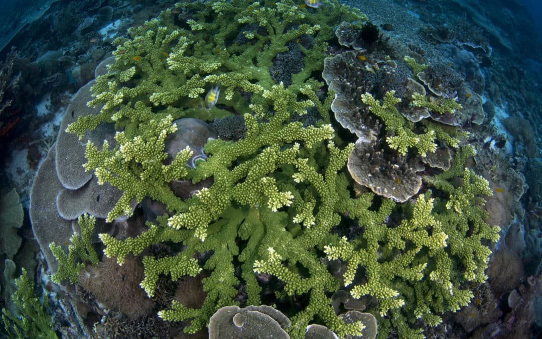 Research and Recreation of the Coral Reef