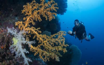 Diving and Exploring the Underwater Paradise of Triton Bay