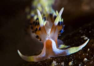 Colorful Nudibranch | Dive in Triton Bay | Calico Jack