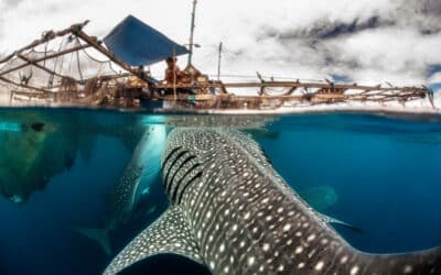 Dive with Whale Sharks in Cenderawasih Bay