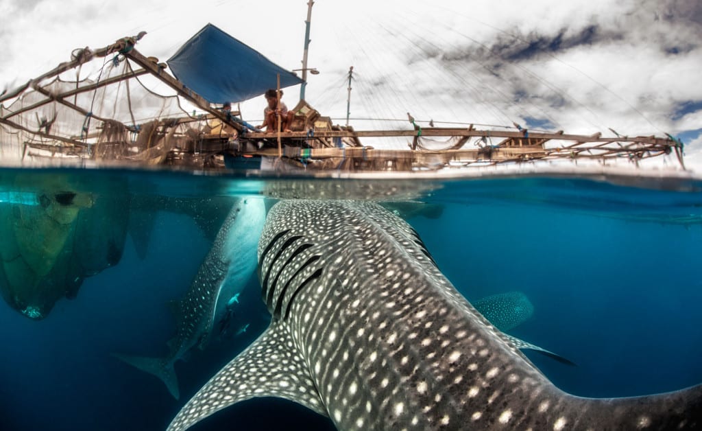 Dive with Whale Sharks in Cenderawasih Bay