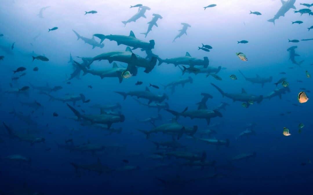Where to dive with Hammerhead Sharks?
