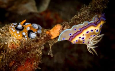 Must Visit Dive Liveaboard Destinations in Indonesia