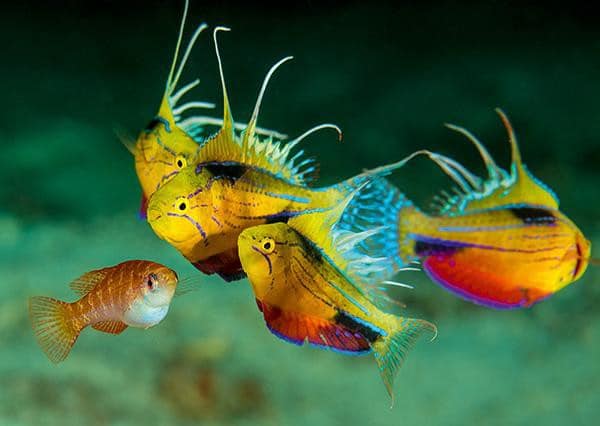 nursalim flasher wrasse