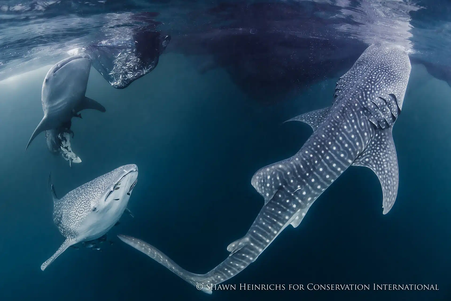 Cenderawasih Bay Liveaboard