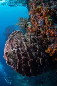 diving holiday raja ampat