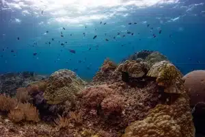 Cenderawasih Bay Liveaboard