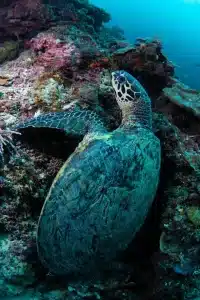 Raja Ampat scuba diving