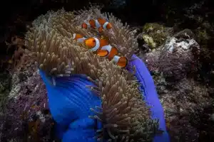 diving trip raja ampat