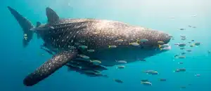 Triton Bay Whale Sharks Liveaboard