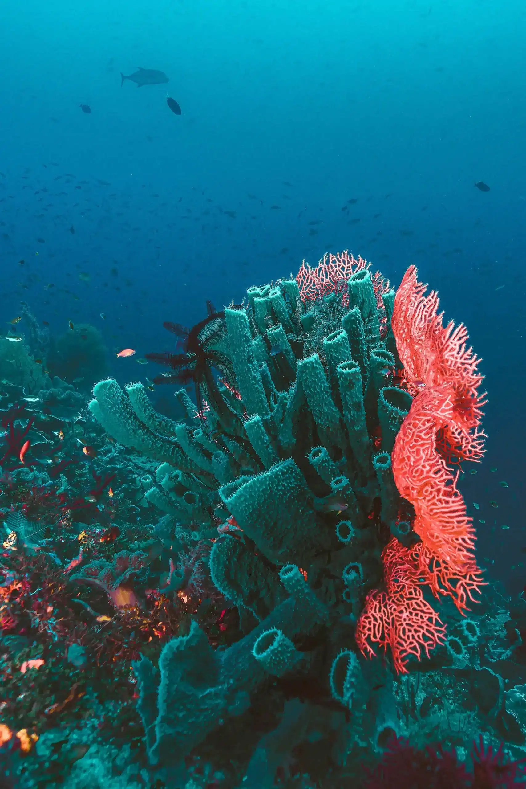 underwater pink coral