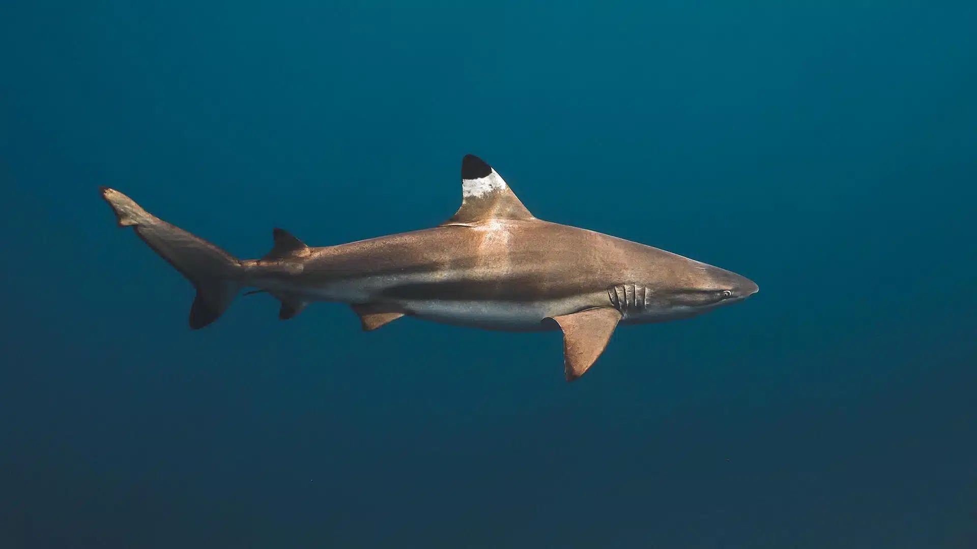 white shark in open water