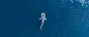 Whale Sharks in Triton Bay