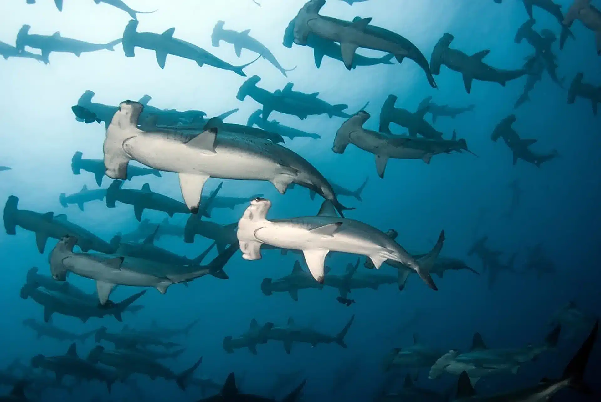 banda sea diving