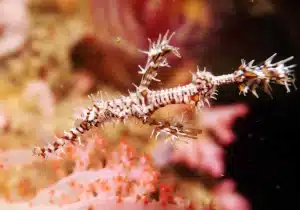 ghost pipefish raja ampat