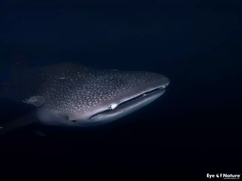 Whale shark triton Bay