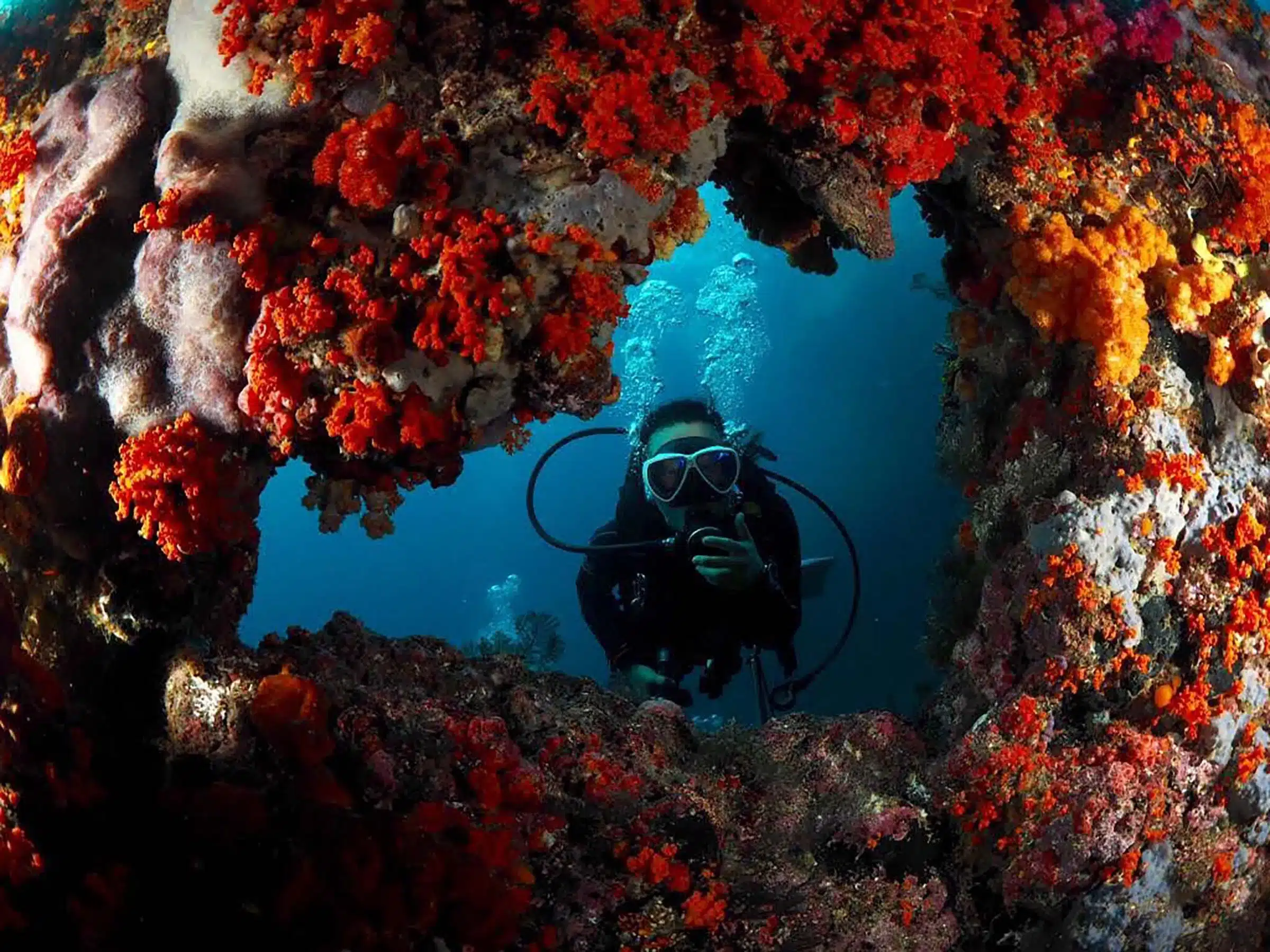 diving Reef Window