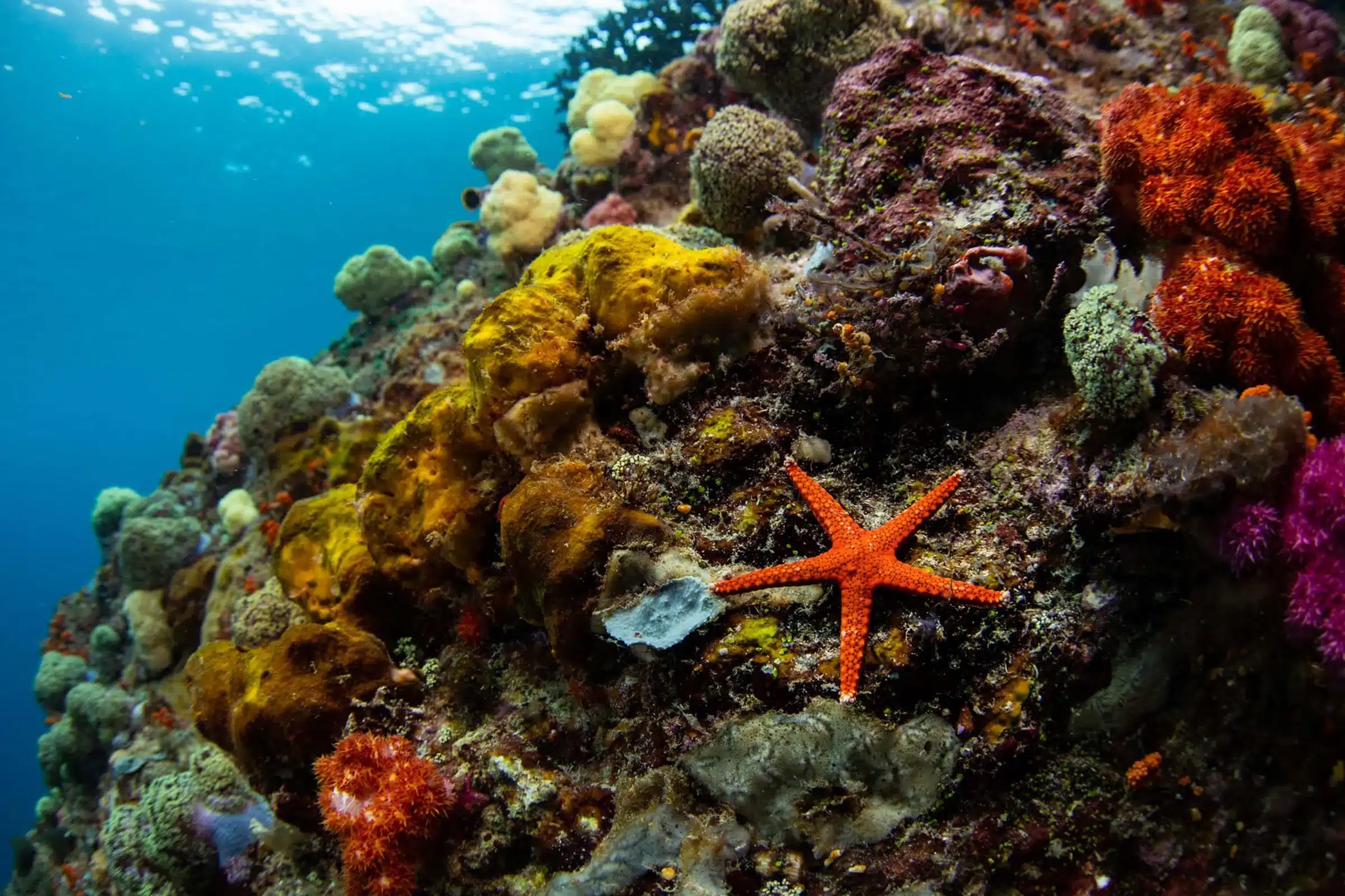 colorful corals