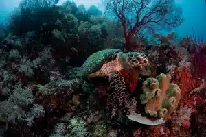 sea turtle in the corals