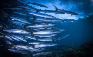 Komodo Liveaboard