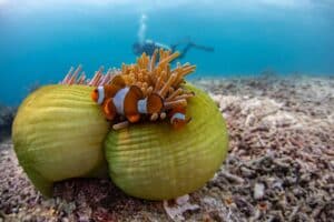 Komodo Liveaboard