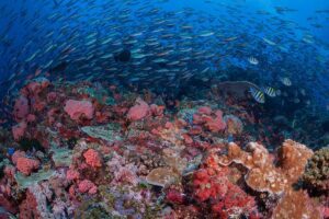 Komodo Liveaboard diving