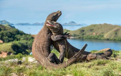 The Majestic Komodo Dragon: Guardians of the Komodo Islands