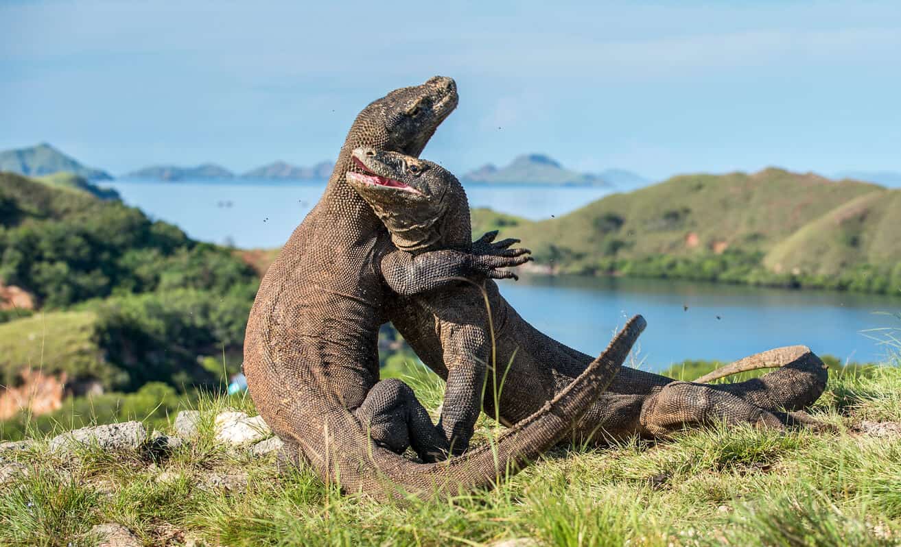 komodo fighting