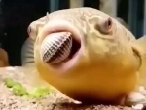 (pufferfish eating molluscs)