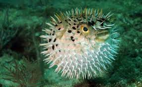 Unveiling the Mysteries of Puffer Fish: Nature’s Inflatable Marvels