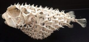 (pufferfish skeleton)