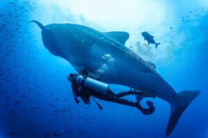 Swimming with whale sharks